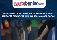 VIDEO - Mencekam! Detik-detik Buaya Raksasa Sungai Sangatta Ditangkap, Diduga Usai Mangsa Bocah