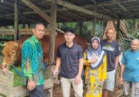 438 Sapi Kurban Disiapkan Jelang Iduladha, DKP3 Balangan Pastikan Semua Sehat dan Siap Potong