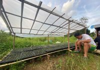 Begini Cara Petani Holtikultura Balangan Menghemat Modal dan Tanaman Tahan Lingkungan