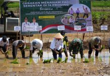 Presiden Pimpin Aksi Serentak Tanam Padi dari Sumatera Selatan, Pemkab Tanah Laut Turut Berpatisipasi