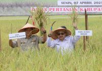 Kabupaten Banjar Optimalkan Potensi Desa Lok Tangga sebagai Lumbung Padi Berkelanjutan
