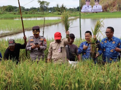 Didukung Bank Kalsel, Pemprov Kalsel Panen Padi Apung di Cempaka