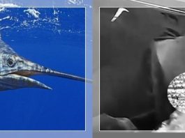 NGERI! Kuping Warga Pamekasan Tertusuk Moncong Ikan Marlin saat Menyelam, Ini Korban-korban Ikan Tuhuk di Seluruh Dunia