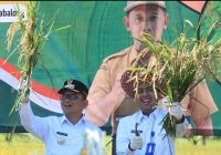 Panen Raya di Tabalong: Bupati Fani Targetkan Kesejahteraan Petani Lewat Produktivitas Tinggi
