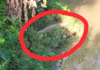 Buaya di Sungai Jembatan Sungup Kiri Gagal Dievakuasi