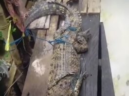 Heboh Penemuan Buaya di Desa Tanjung Samalantakan