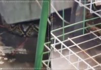 HEBOH! Ular Sawa Jumbo Nongkrong di Dapur Warga di Ratu Zaleha Banjarmasin, Terekam Video Warga