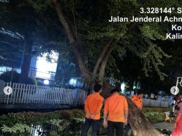 Warga yang Melintas Diimbau Waspadai Pohon Miring Berpotensi Tumbang di Banjarmasin Timur