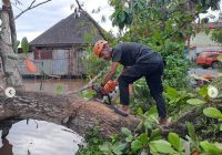 Pohon Ketapang Tumbang di Jalan Pangeran Akibat Angin Kencang