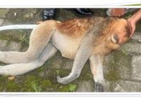 Bekantan Terkapar di Jalan Barabai Usai Tersengat Listrik, BKSDA Kalsel Bergerak Cepat