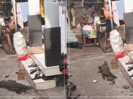HEBOH! Biawak Besar Masuk Gang Sederhana di Kelayan A, Banjarmasin, Awas Bahayanya!
