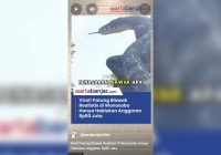 VIDEO - Viral! Patung Biawak Realistis di Wonosobo Hanya Habiskan Anggaran Rp50 Juta