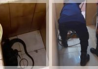 GEGER! Biawak Liar Masuk Rumah Warga di Wildan Asri Banjarmasin, Picu Kepanikan!