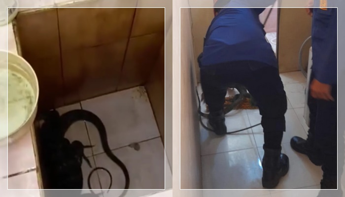 GEGER! Biawak Liar Masuk Rumah Warga di Wildan Asri Banjarmasin, Picu Kepanikan!