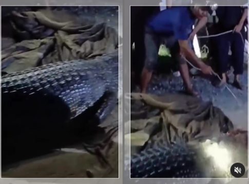 Heboh! Warga Tangkap Buaya Ukuran Besar yang Resahkan Desa Batakan dan Tanjung Dewa