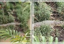 HEBOH! Buaya Raksasa Tertangkap Kamera di Semak Dekat Sungai Kotabaru, Warga Diminta Waspada