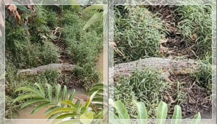 HEBOH! Buaya Raksasa Tertangkap Kamera di Semak Dekat Sungai Kotabaru, Warga Diminta Waspada