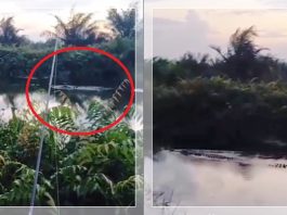 Detik-detik Menegangkan! Pemancing Nyaris Disergap Buaya Raksasa di Sungai Cantung Kotabaru