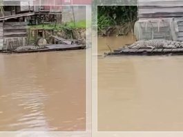 Heboh! Penampakan Buaya Raksasa di Lanting Warga Kotim, Terungkap Kondisi Sang Predator saat Ini