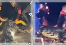 NGERI! Buaya Raksasa Diduga Mangsa Bocah 10 Tahun Ternyata Ukurannya 5 Meter