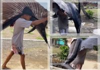 VIRAL! Pria di Lampung Pulang Mancing Hanya Bawa Satu Ikan, Ternyata Blue Marlin Raksasa