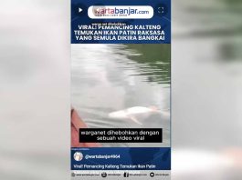 VIDEO - Viral! Pemancing Kalteng Temukan Ikan Patin Raksasa yang Semula Dikira Bangkai