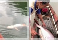 HEBOH! Pemancing di Kalteng Tangkap Ikan Patin Raksasa, Awalnya Disangka Bangkai, Videonya Viral