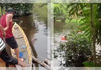 GEGER! Seorang Perempuan Diduga Tenggelam di Sungai, Warga Tabalong Ramai-Ramai Mencari
