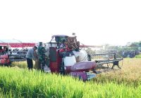 Sukses Gelar Panen Raya, Kadis PKP: Produksi Gabah Kering Kalsel Salah Satu Tertinggi di Indonesia