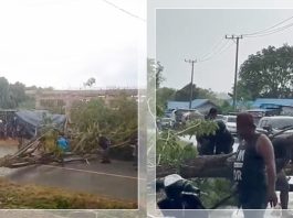 Pohon Tumbang Tutup Jalan di Kotabaru, Warga dan Petugas Evakuasi di Tengah Guyuran Hujan