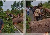 Pohon Raksasa Tumbang di Sambega Kotabaru, Puluhan Pengendara Terjebak Macet Total