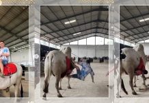 VIRAL! Raffi Ahmad Jatuh dari Sapi 1 Ton saat Syuting di Peternakan Irfan Hakim, Langsung CT Scan