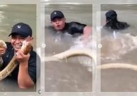 VIRAL! Pria Nekat Tangkap 2 King Cobra Raksasa Dalam Air, Ular Terlepas Langsung Menyarang