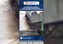 VIDEO - Warga di Ratu Zaleha Banjarmasin Dihebohkan Ular Besar Masuk ke Dalam Rumah