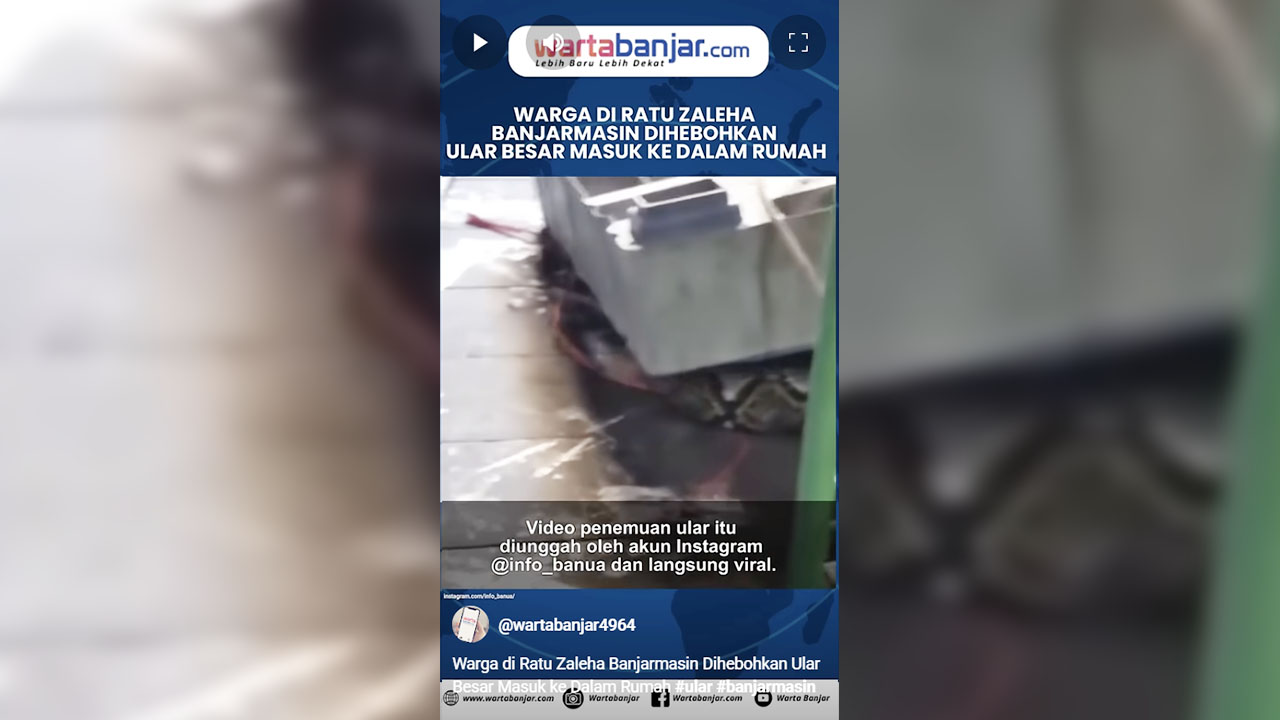 VIDEO - Warga di Ratu Zaleha Banjarmasin Dihebohkan Ular Besar Masuk ke Dalam Rumah
