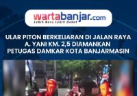 VIDEO - Ular Piton Berkeliaran di Jalan Raya A. Yani Km. 2,5 Diamankan Petugas Damkar Kota Banjarmasin