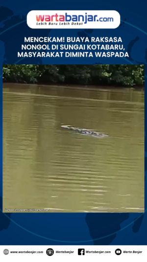 VIDEO - MENCEKAM! Buaya Raksasa Nongol di Sungai Kotabaru, Masyarakat Diminta Waspada