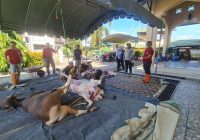 Jelang Idul Adha, DKP3 Banjarbaru Terjunkan Tim Pemeriksa Hewan Kurban di Lima Kecamatan