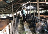 Jelang Idul Adha, DKP3 Banjarbaru Pastikan Stok Hewan Kurban