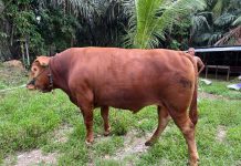 Kabupaten Balangan Dapat Sapi Limousin dari Presiden Prabowo