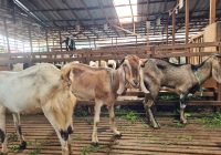 Penjual Kambing Banjarmasin Targetkan 2.500 Ekor Terjual untuk Idul Adha