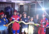 Damkar Banjar Tangkap King Kobra Meresahkan Warga Cintapuri