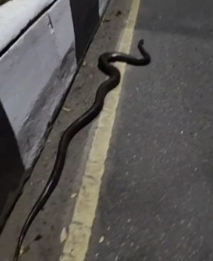 Ular Piton Berkeliaran di Jalan Raya A. Yani Km. 2,5 Banjarmasin
