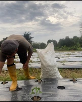 Hadapi Kemarau, Petani Muda Balangan ini Punya Teknik Khusus Agar Tanaman Tetap Hidup Meski Kurang Air