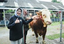 Sapi Bernama Marlboro Dipilih Presiden Prabowo untuk Kurban Idul Adha