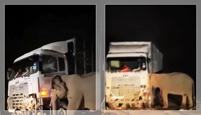 anak gajah ditabrak truk4