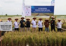 Dukung Ketahanan Pangan, Bank Kalsel dan Sejumlah Otoritas Terkait Gelar Panen Padi Apung di HSS