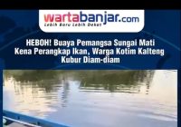 VIDEO - HEBOH! Buaya Pemangsa Sungai Mati Kena Perangkap Ikan, Warga Kotim Kalteng Kubur Diam-diam