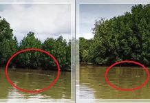 VIRAL! Buaya Raksasa Nongol di Sungai Kotabaru, Warga Heboh: ‘Umaaa, 6 Meter Tu!’
