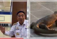 Geger Biawak Masuk Kantor Bupati Maros! ASN Panik, Chaidir Syam: “Mau Audiensi, Mungkin!”